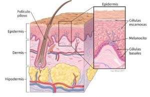 Esquema donde se muestran la ubicación de las capas de la piel y tipo de células encontradas en cada una de ellas.